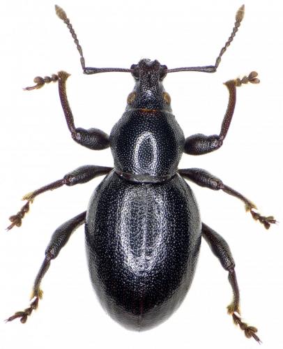 Réf. 253 936 : Otiorhynchus arcticus arcticus